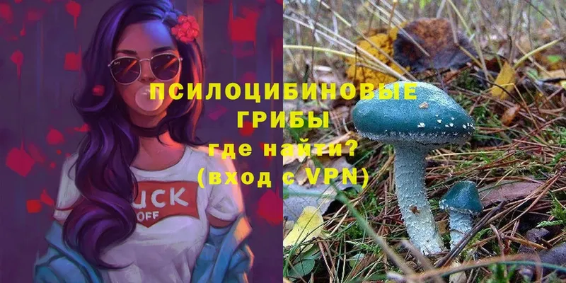 Галлюциногенные грибы Psilocybe  наркотики  Барнаул 